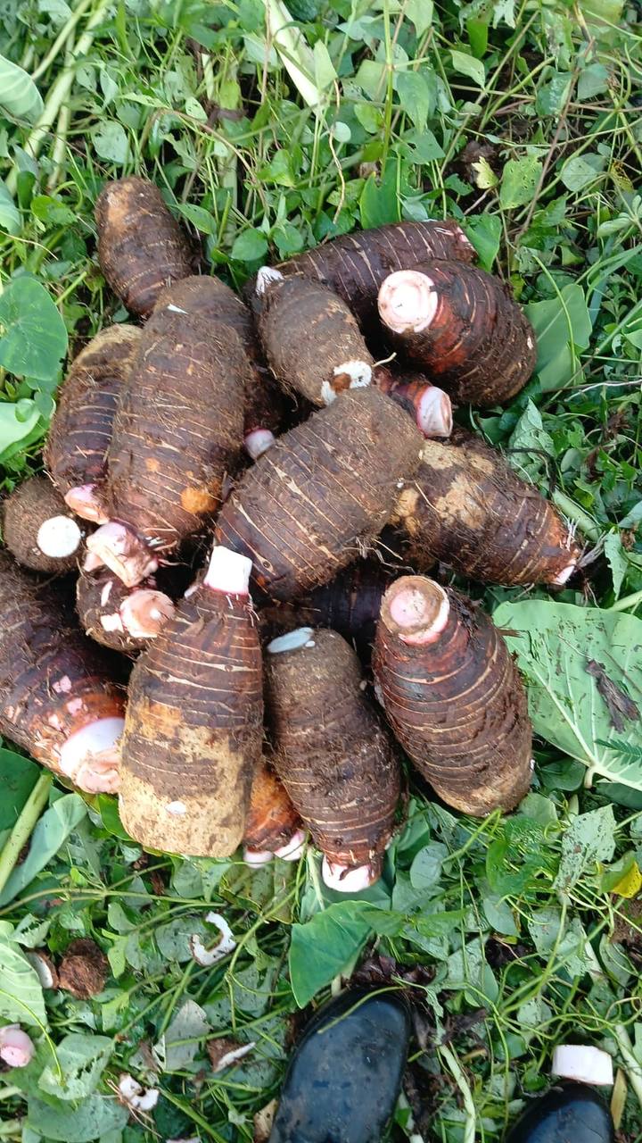 MALANGA COCO O ISLEÑA FRESCA