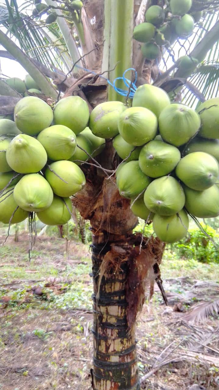 PIAPA VERDE FRESCA